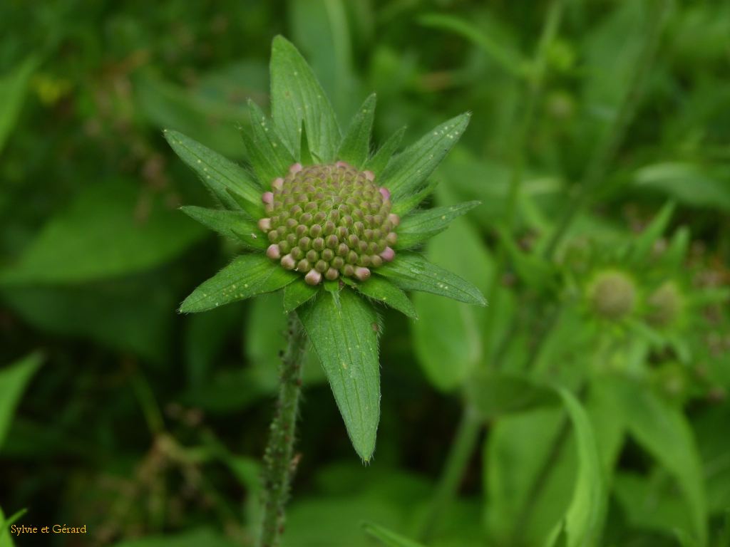 51 Vallée de Chaudefour  006