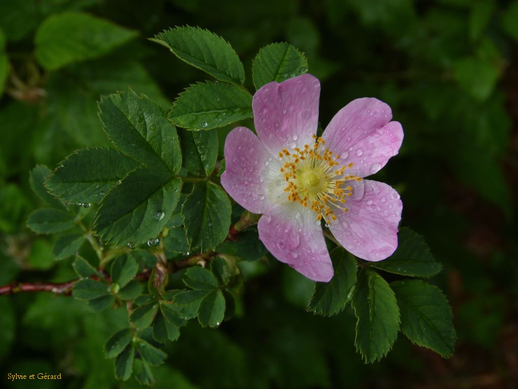 58 Vallée de Chaudefour  076
