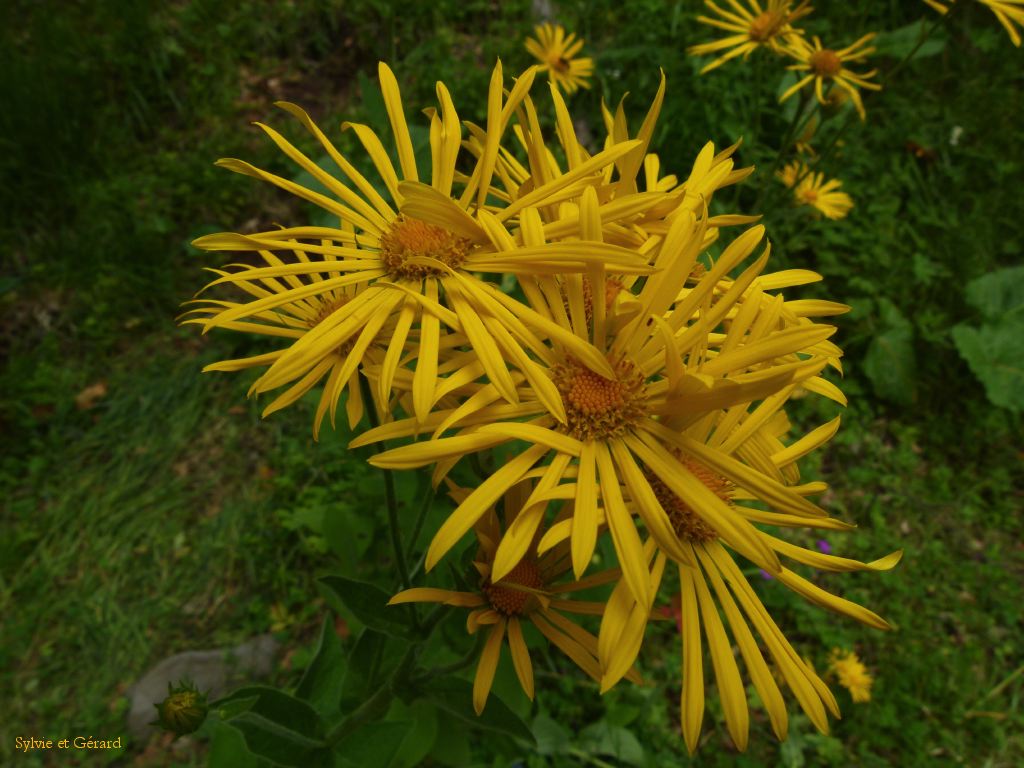 60 Vallée de Chaudefour  101