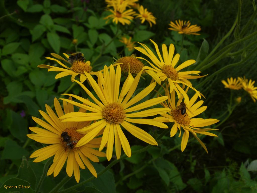 62 Vallée de Chaudefour  104