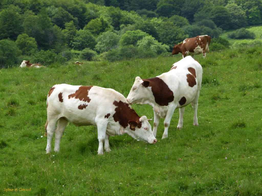 64 Vallée de Chaudefour  117