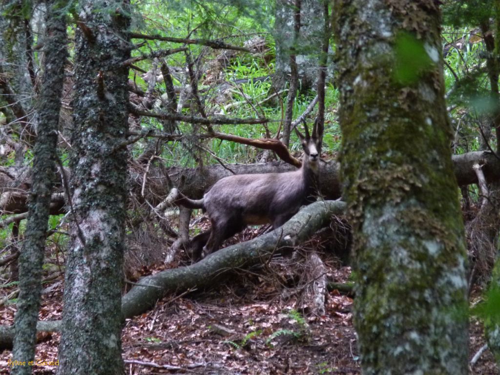 66 Vallée de Chaudefour  153