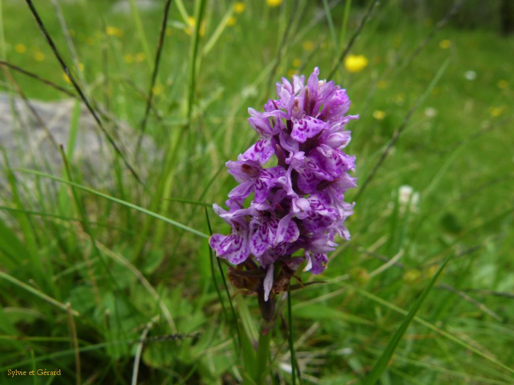 69 Vallée de Chaudefour  210