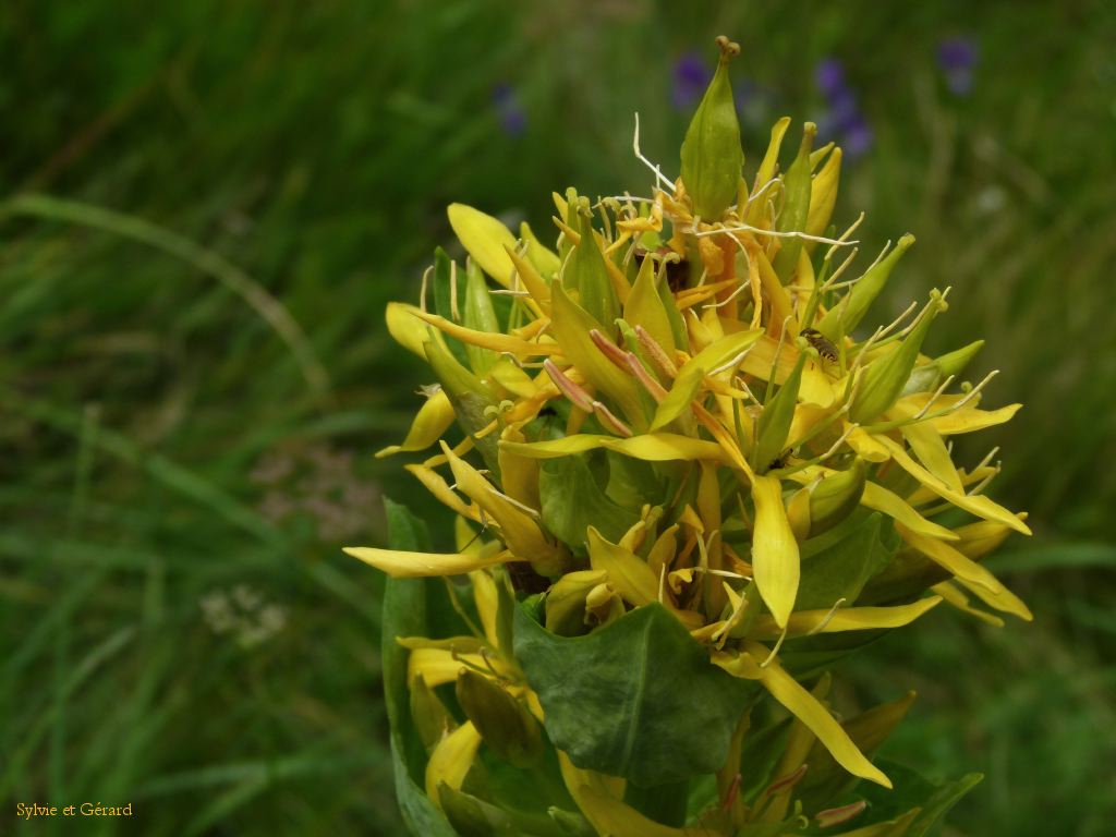 70 Vallée de Chaudefour  229