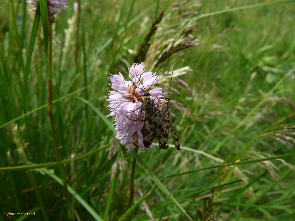 72 Vallée de Chaudefour  233