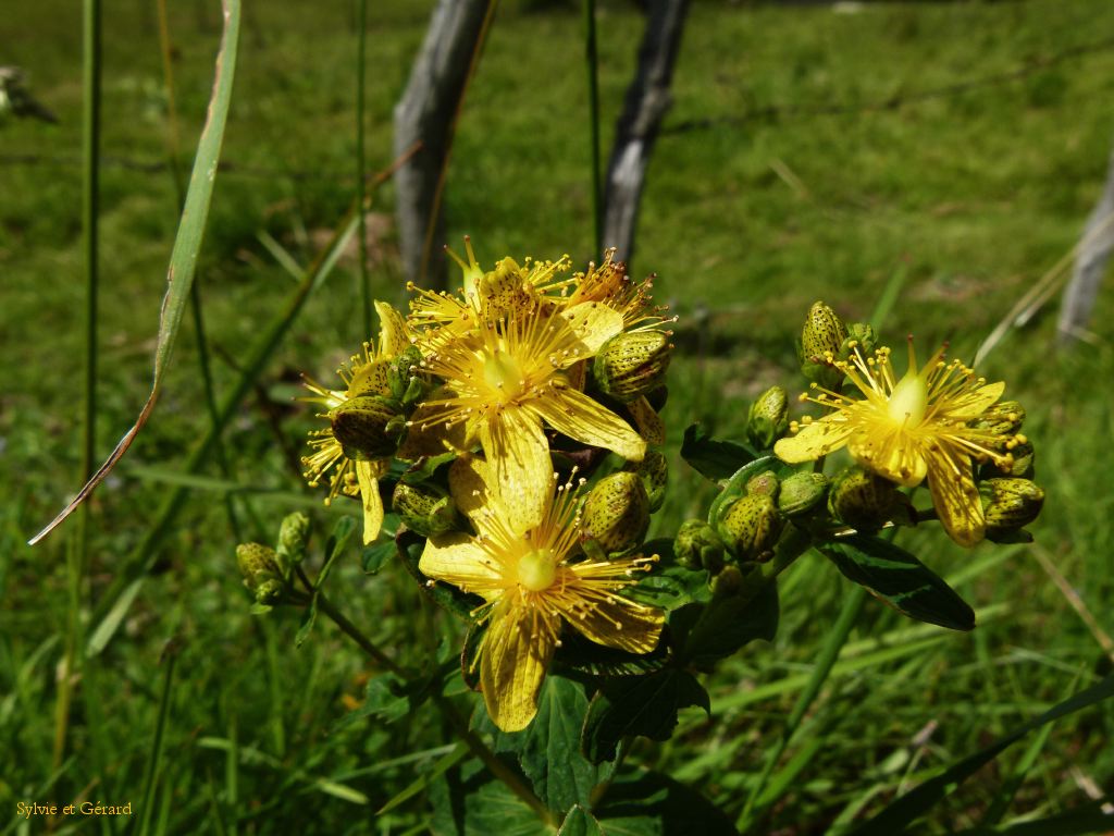 76 Vallée de Chaudefour  335