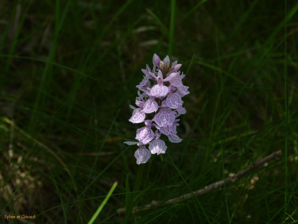 79 Col de la Croix St Robert  015