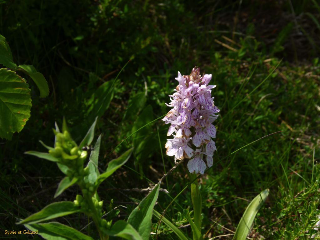 81 Col de la Croix St Robert  026