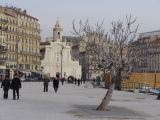 043 l'arbre du Vieux Port