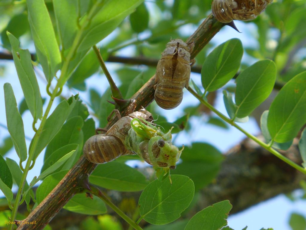 07 les plus prévoyantes grimpent en haut des arbres
