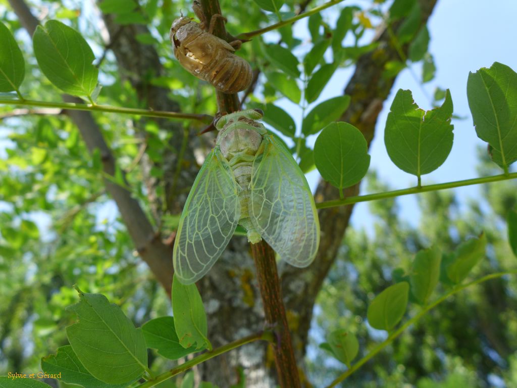 11 passant de vert à gris