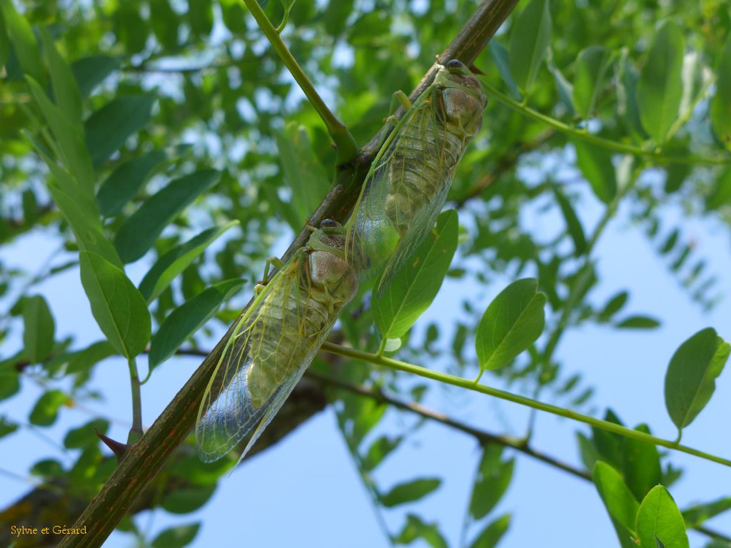 12 ce sera ensuite l'envol de la cigale