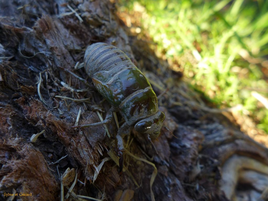 13 au départ la larve sort de terre où elle est restée plusieurs années
