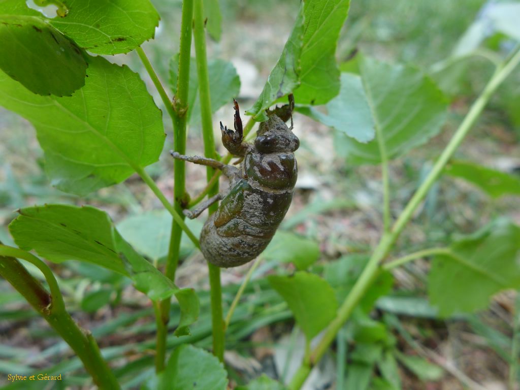16 la mue en cigale va commencer