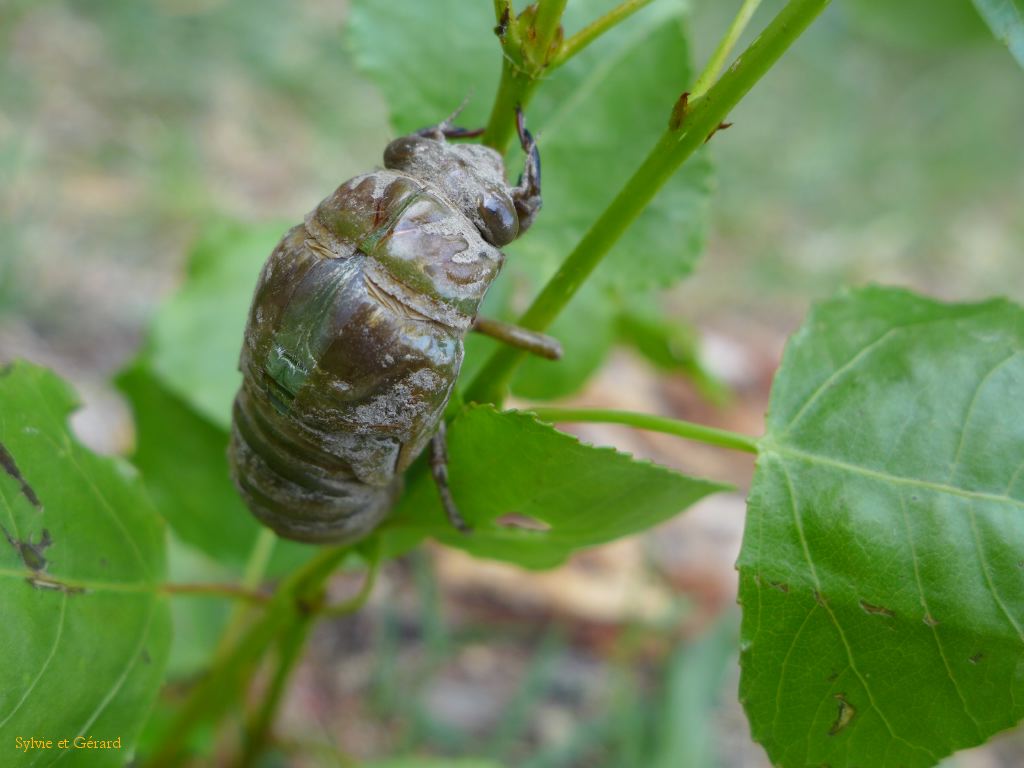 17 la carapace s'ouvre dans le dos