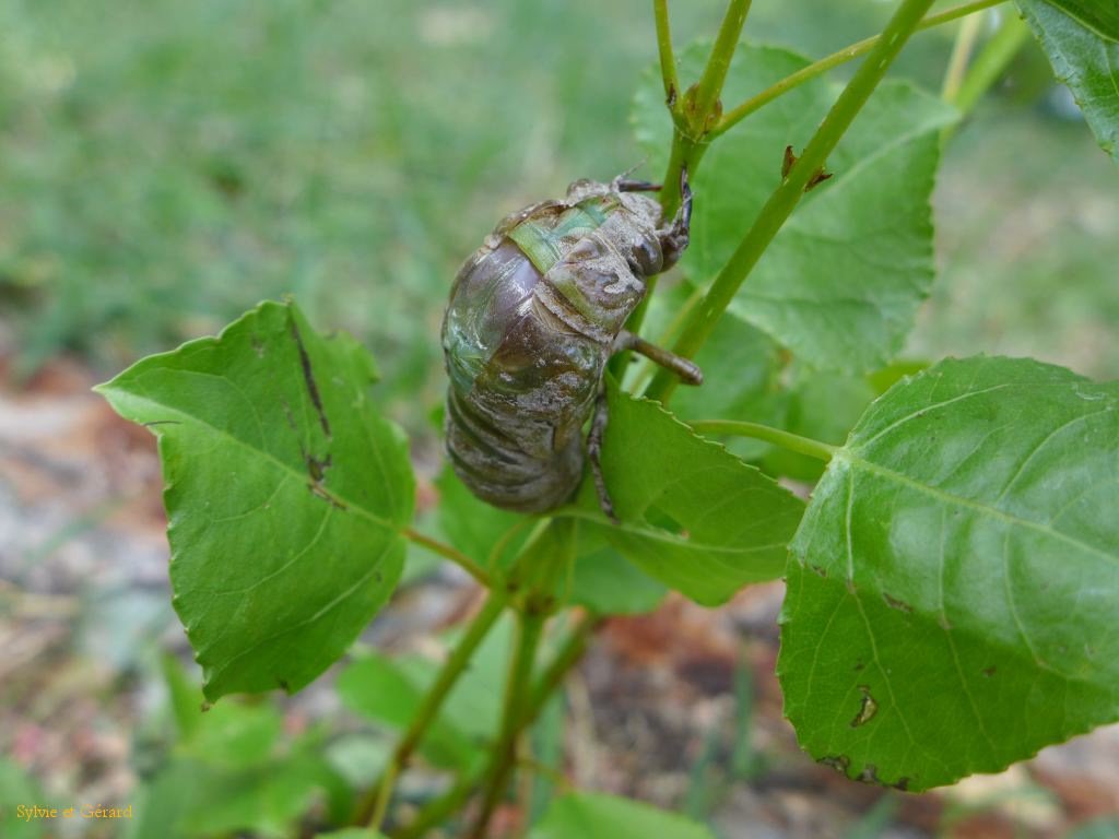 18 petit à petit le corps de la cigale sort