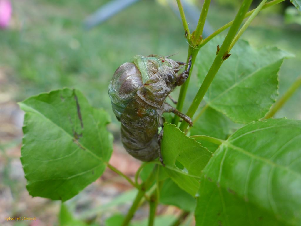 19 la métamorphose va durer 20 minutes