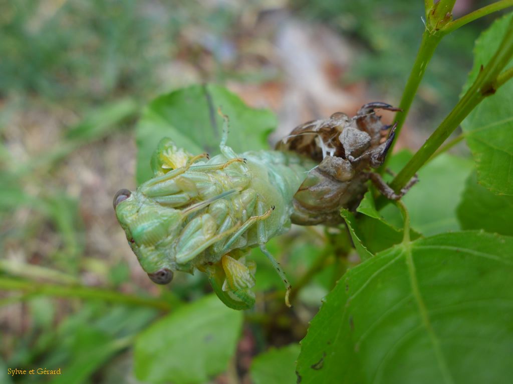 28 les 6 pattes et le rostre