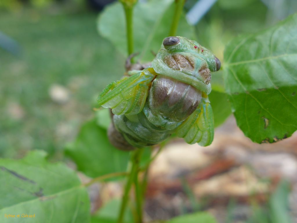 29 maintenant les ailes se déroulent