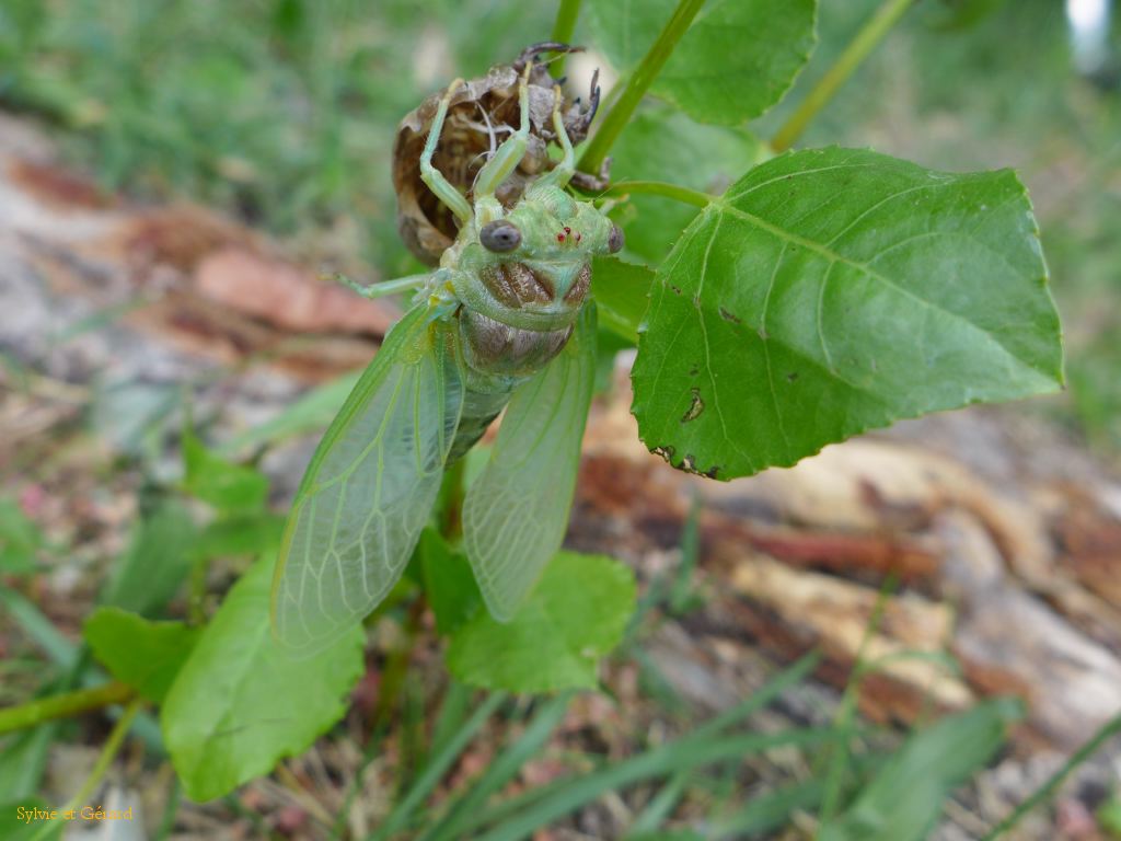 32 puis vont sécher au soleil