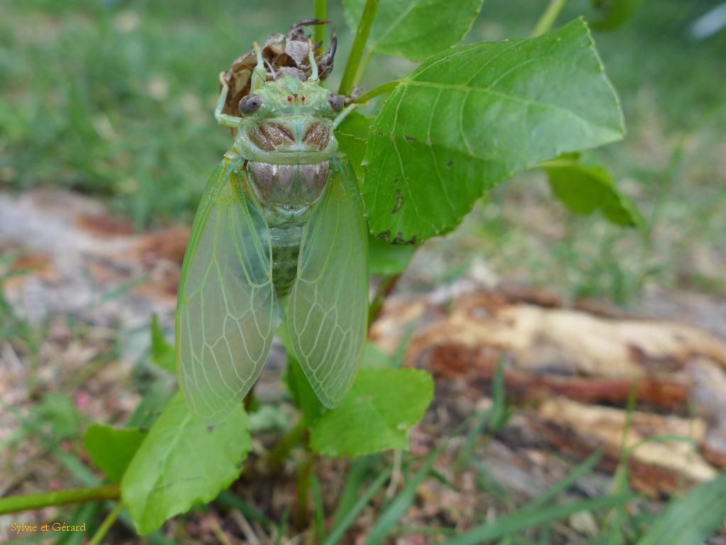 33 la jeune cigale ne bouge pas