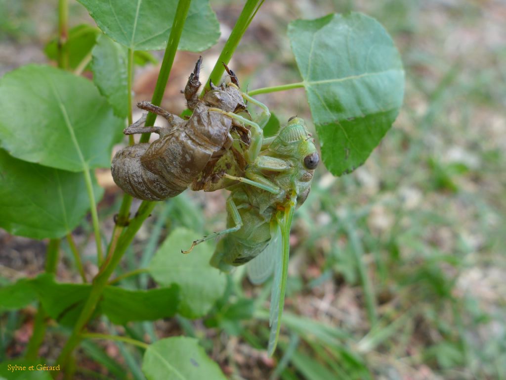 35 la cigale abandonnera alors sa carapace