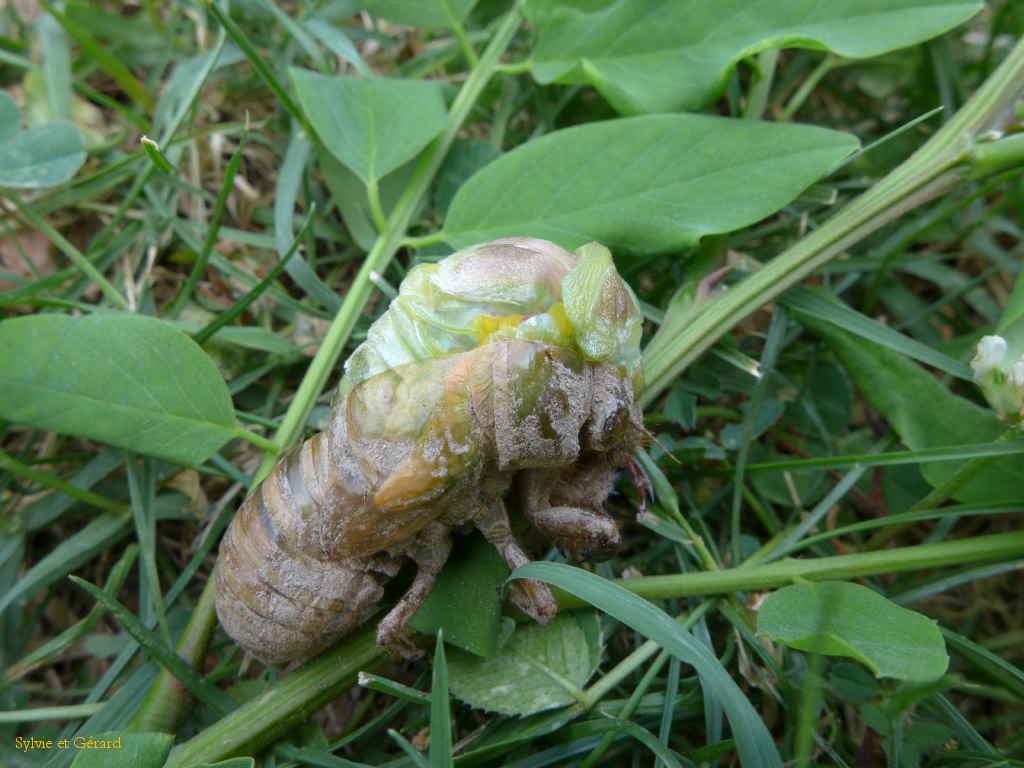 45 le corps de la cigale apparait