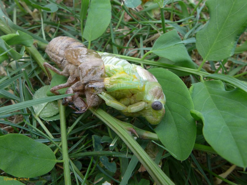 47 naissance un peu plus difficile