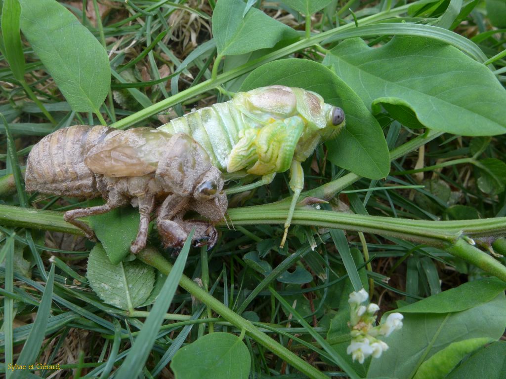 48 pour les besoin de la photo la nymphe est posée sur l'herbe