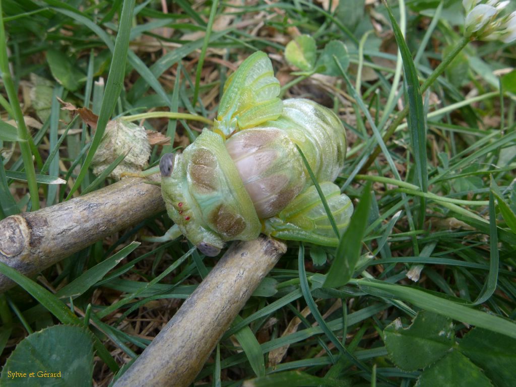 49 et dégagée ensuite pour ne pas abimer le déploiement des ailes