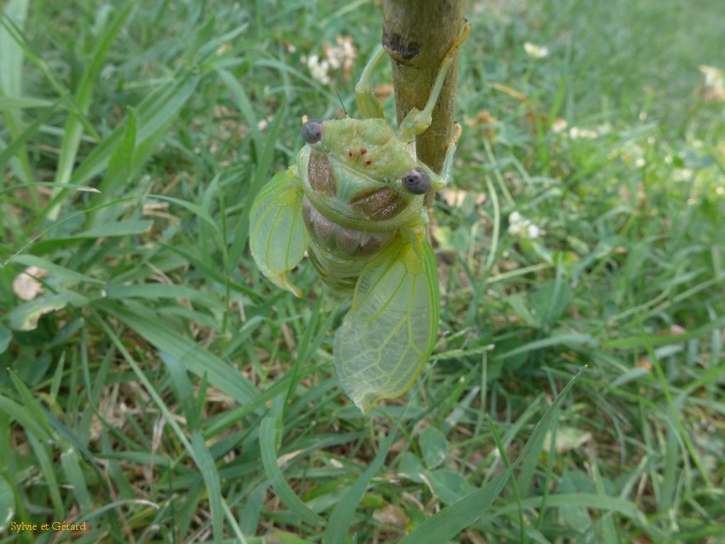 50 les ailes s'agrandissent