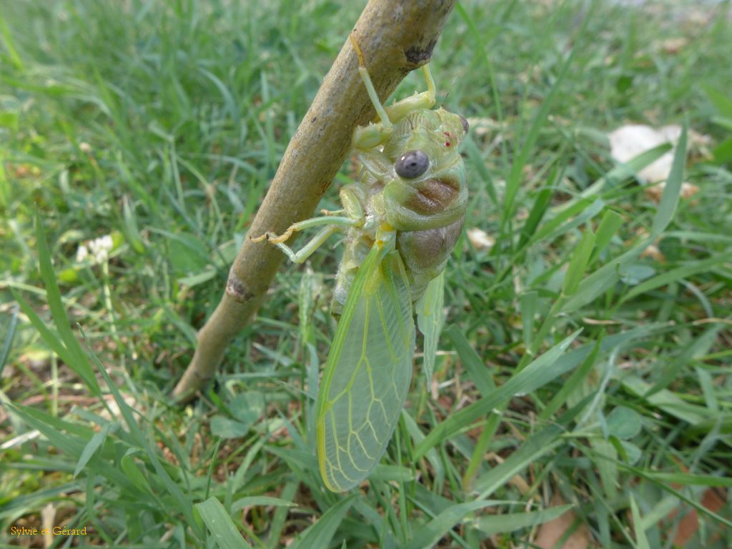 51 s'étirent et durcissent