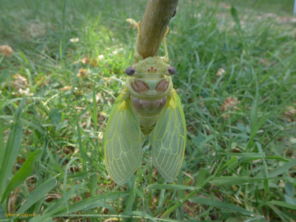 52 une nouvelle cigale est née