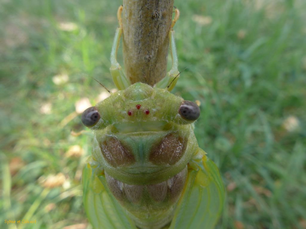 53 mais pour quelques semaines seulement