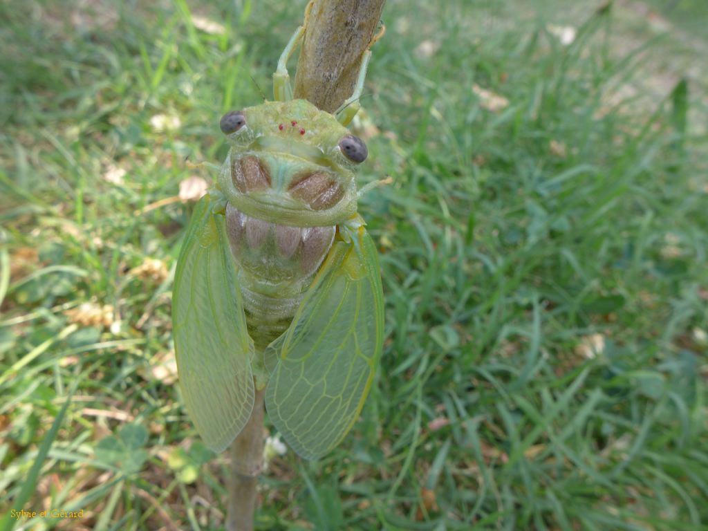 54 le temps de se reproduire et pondre pour les cigales femelles