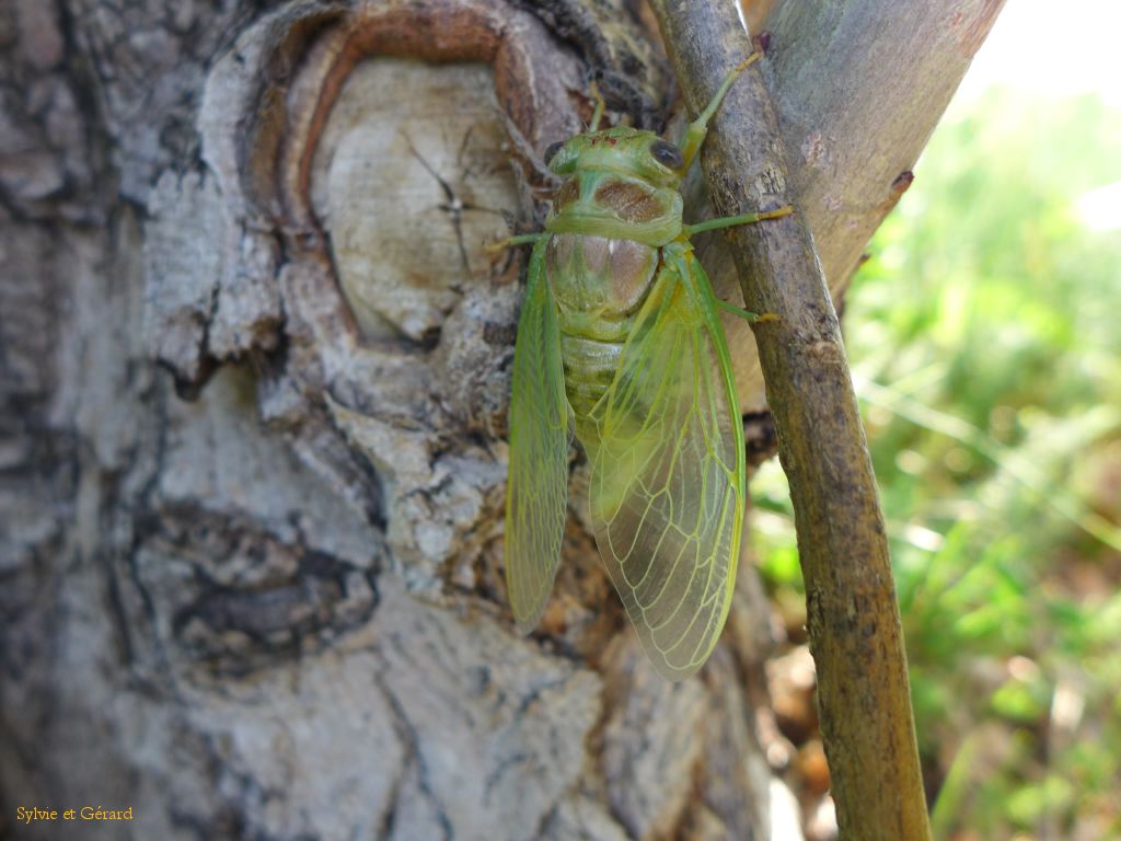 55 et de chanter pour les cigales males