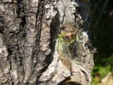 37 le premier repas sera de la sève d'arbre