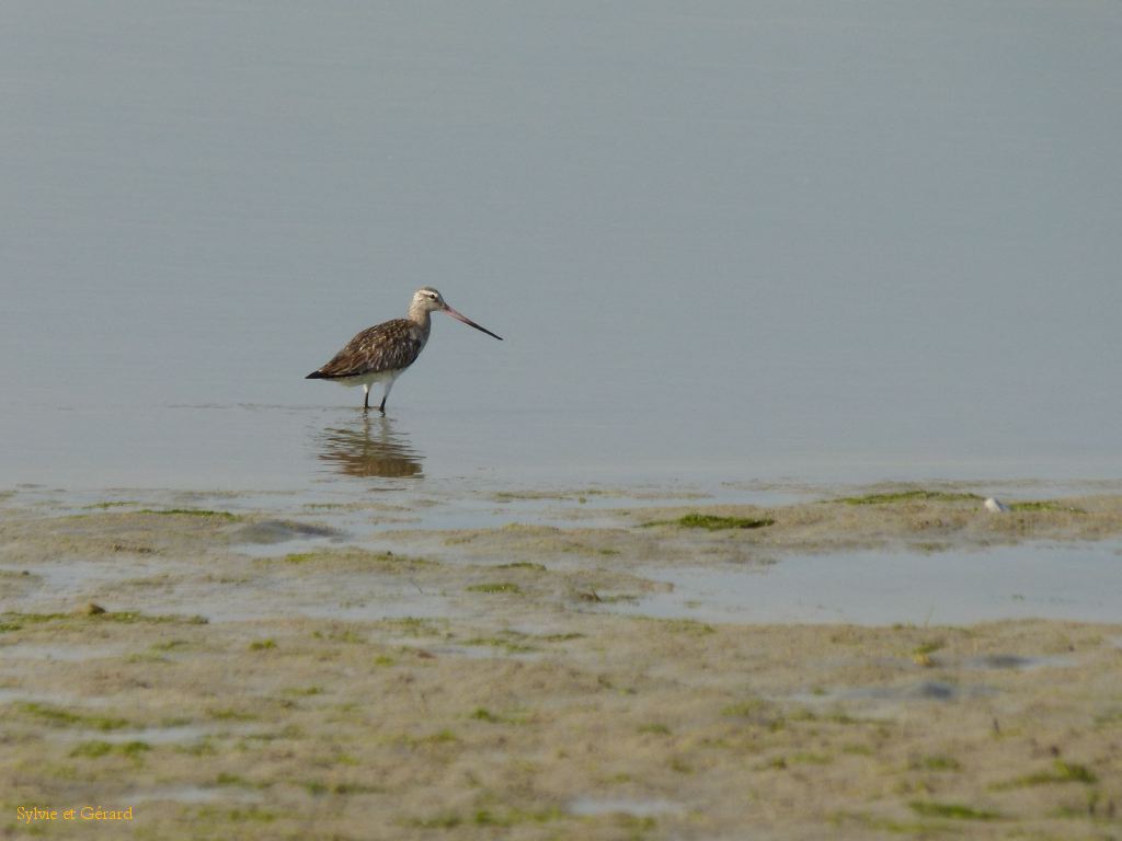 17 Le Hourdel  barge rousse