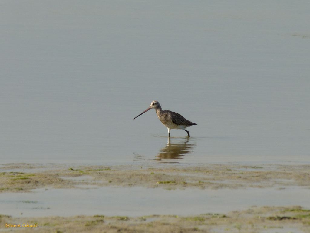 19 Le Hourdel barge rousse