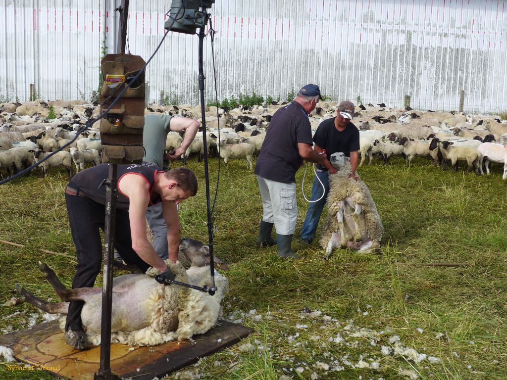 43 Moutons des près salés