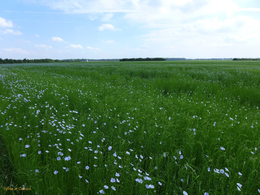 44 Noyelle sur Mer cimetière chinois 