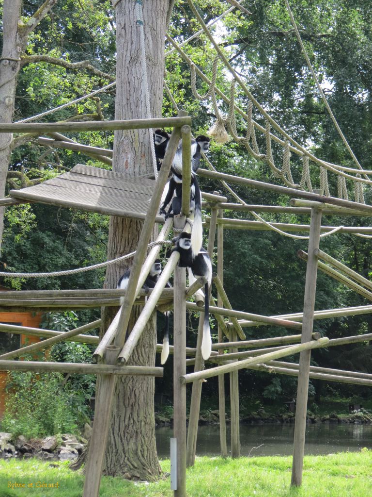 Beauval Colobe Guereza Afrique