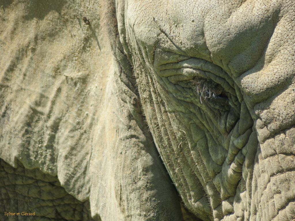 Beauval Eléphant Afrique