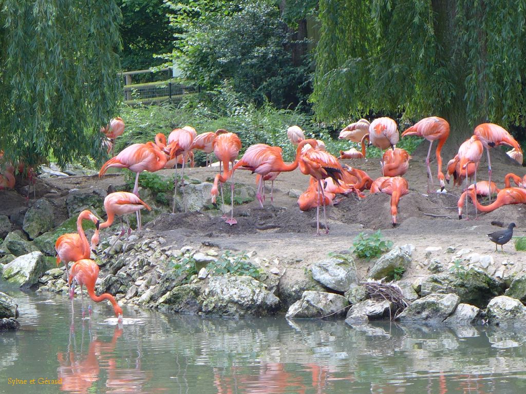 Beauval Flamants roses Amérique du Sud