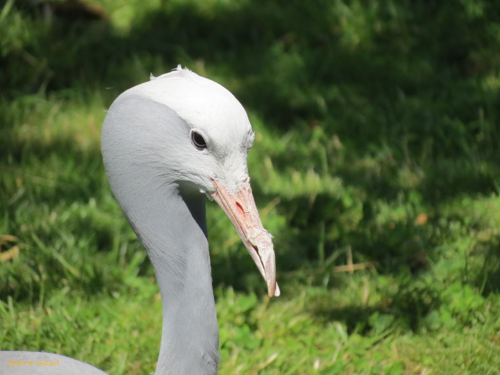 Beauval Grue du Paradis Afrique