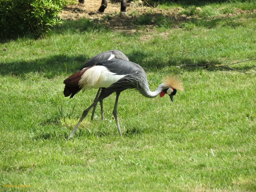 Beauval Grue royale Afrique