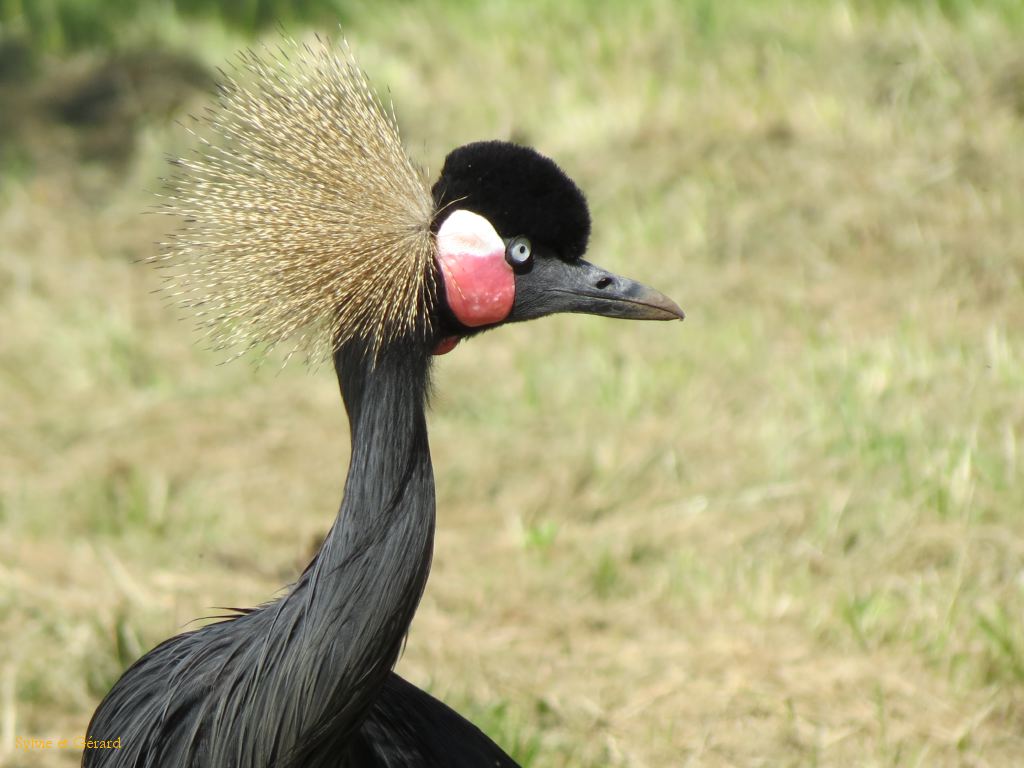 Beauval Grue royale Afrique 2