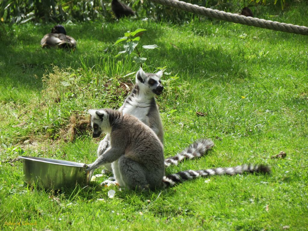 Beauval Maki Cat Madagascar