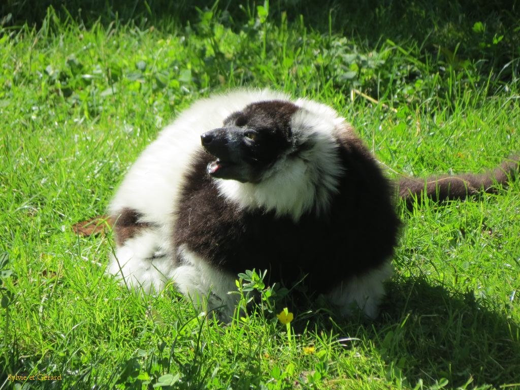 Beauval Maki Vari Madagascar