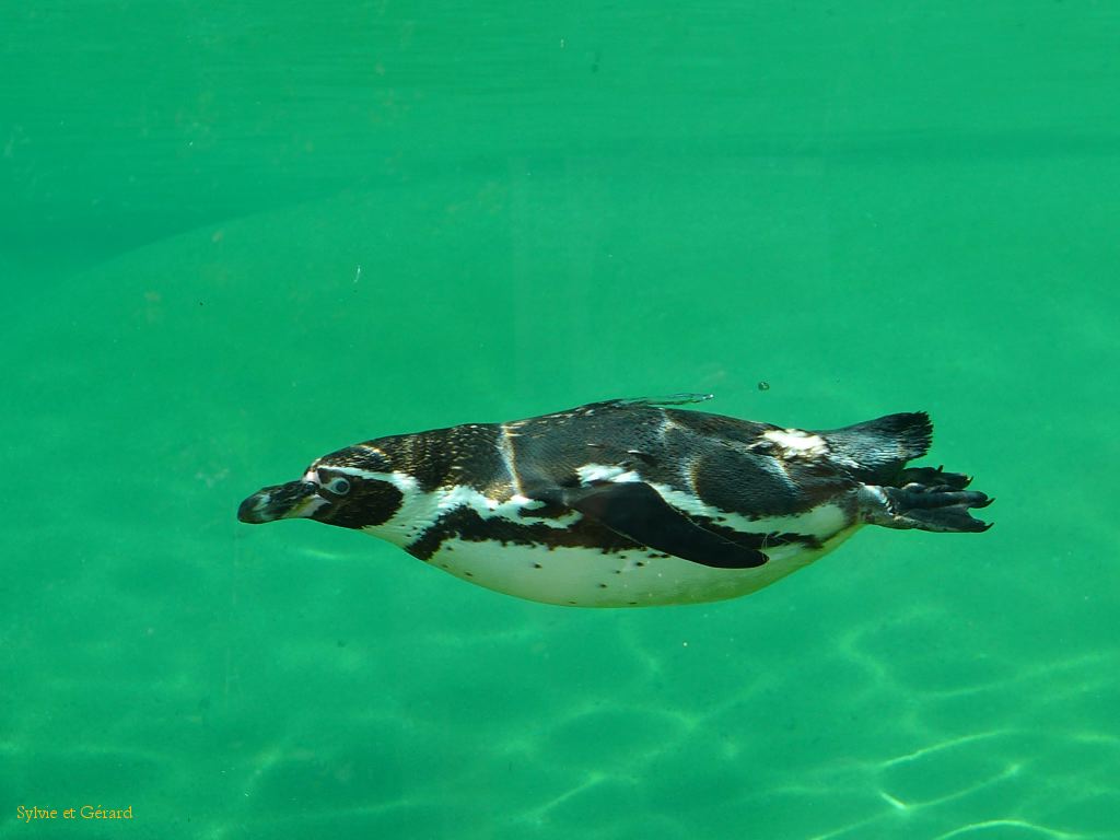Beauval Manchot de Huntbold Amérique du Sud